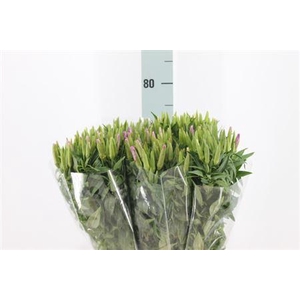 Clarkia Am Gr Lavendel 70cm