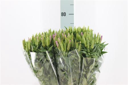 <h4>Clarkia Am Gr Lavendel 70cm</h4>