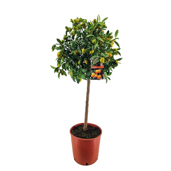 <h4>Citrus Kumquat</h4>