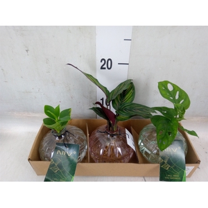 Planten  ..mix