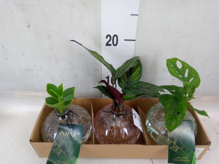 <h4>Planten  ..mix</h4>