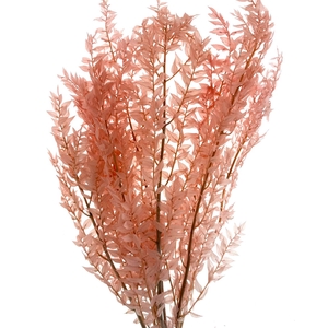 Pres Ruscus Soft Bleached Light Pink Per Stem