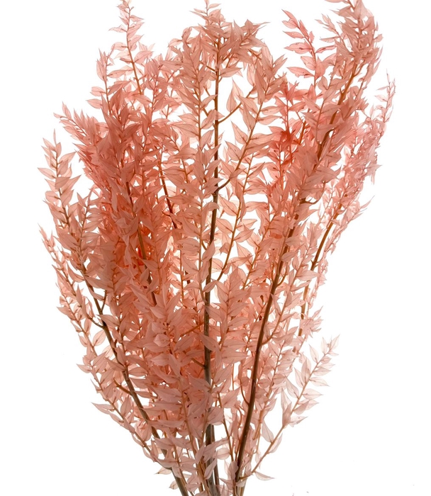 <h4>Pres Ruscus Soft Bleached Light Pink Per Stem</h4>