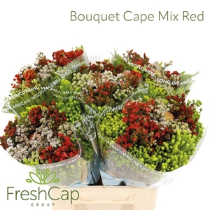 Bouquet Cape Mix Red