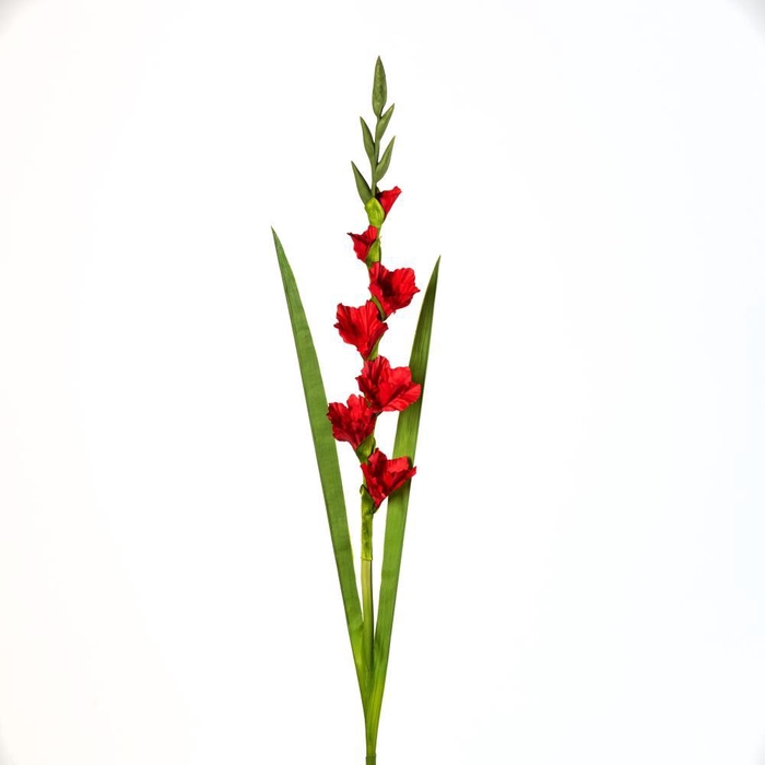 <h4>AF Gladiolus x5 L118cm red</h4>