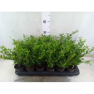Ilex crenata