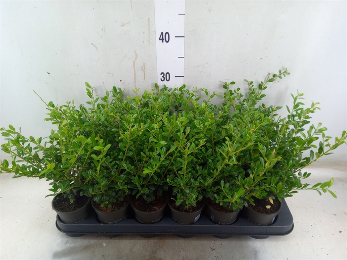 <h4>Ilex crenata</h4>