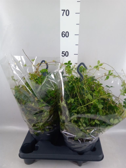 <h4>Parthenocissus  'Sugar Vine'</h4>