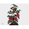 Camellia japonica