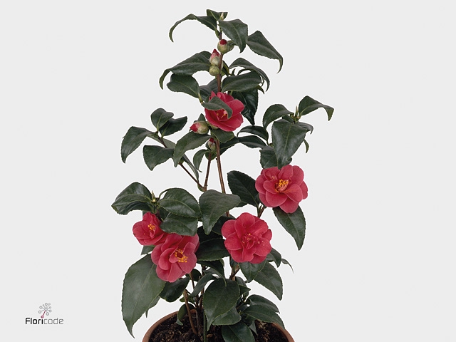 Camellia japonica