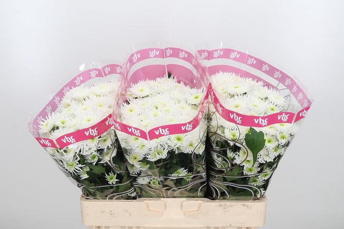 <h4>Chr San Maradona</h4>