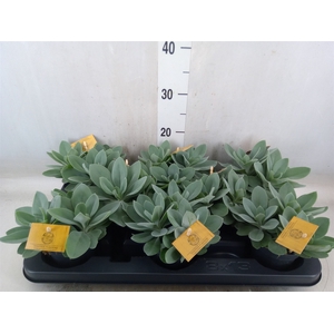 Senecio cephal. 'Mountain Fire'
