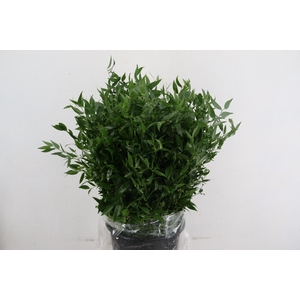 RUSCUS DANAE RACEMOSA 200GR SHORT