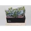 Oxypetalum Tweedia Blue