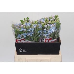 Oxypetalum Tweedia Blue
