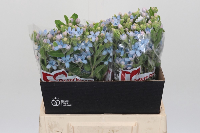 Oxypetalum Tweedia Blue