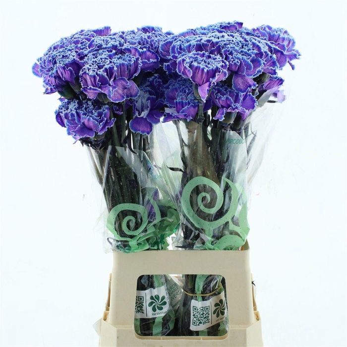 <h4>DI ST OV KLB H%</h4>