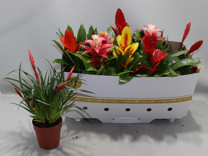<h4>Bromelia Gem 10 Srt</h4>