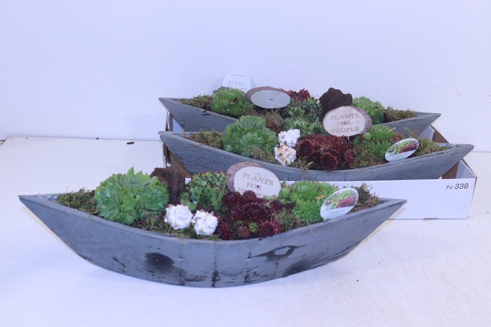 <h4>ARR SEMPERVIVUM</h4>
