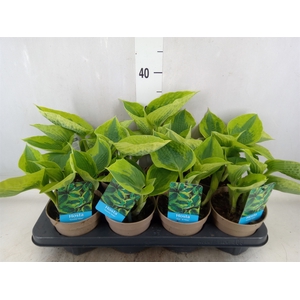 Hosta   ...