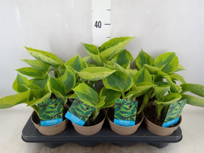 <h4>Hosta   ...</h4>