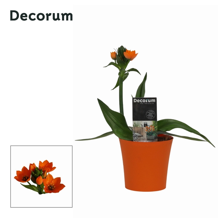 <h4>Ornithogalum Dubium Oranje 1pp in Linge Oranje (Decorum)</h4>