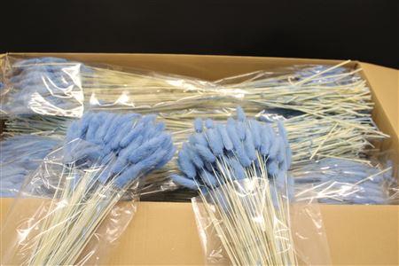 <h4>Lagurus Licht Blauw X30</h4>