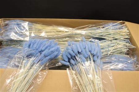 <h4>Lagurus Licht Blauw X30</h4>