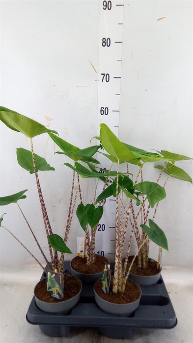 <h4>Alocasia zebrina</h4>