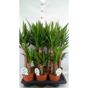 Yucca   ...