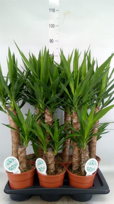 <h4>Yucca   ...</h4>