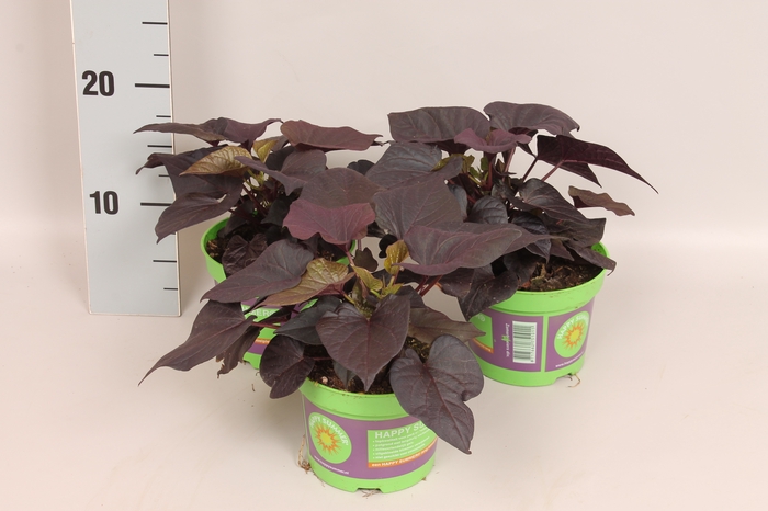 <h4>Ipomoea Yellow round leaf</h4>