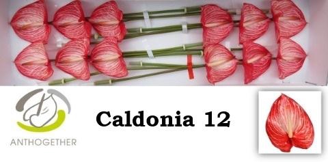 <h4>ANTH A CALDONIA</h4>