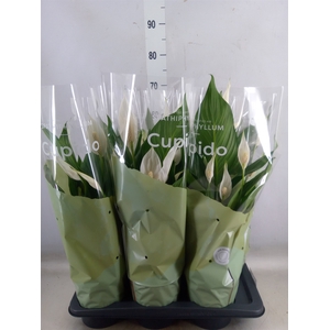 Spathiphyllum  'Bingo Cupido'