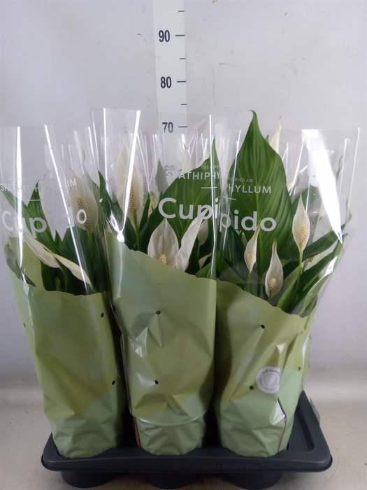 <h4>Spathiphyllum  'Bingo Cupido'</h4>