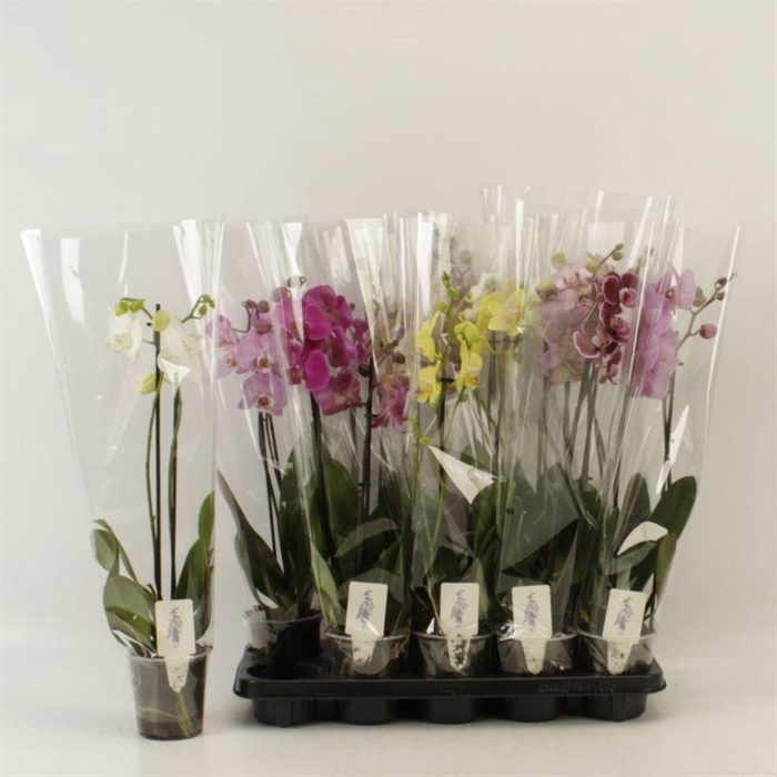 <h4>PHAL GEM 5 KL</h4>