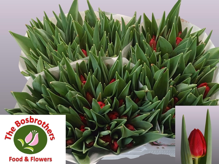 <h4>TU EN RED STONE</h4>