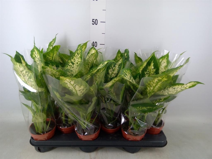 <h4>Dieffenbachia  'Compacta'</h4>