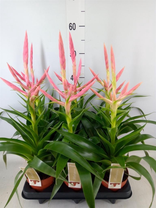 <h4>Tillandsia  'Dolce'</h4>