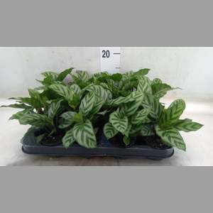 Calathea  'Freddie'