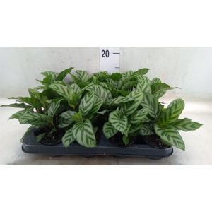 Calathea  'Freddie'