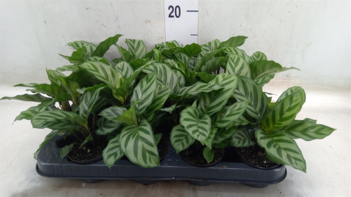 <h4>Calathea  'Freddie'</h4>