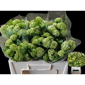 VIBURNUM ROSEUM ST ANGEBOT