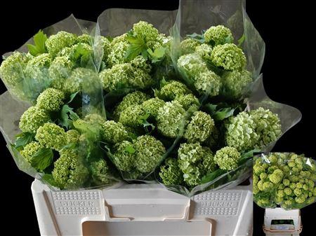 <h4>VIBURNUM ROSEUM ST ANGEBOT</h4>