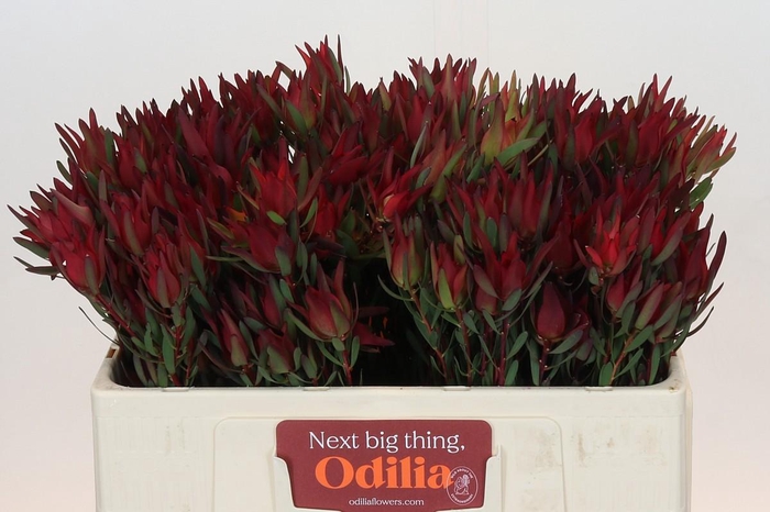 Leucadendron Blush Spray