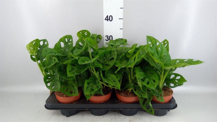<h4>Monstera obliqua 'Leichtlinii'</h4>