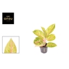 Aglaonema overig