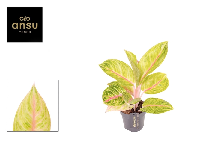 Aglaonema overig