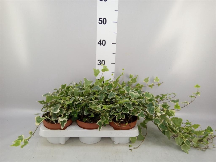 <h4>Hedera helix 'White Wonder'</h4>