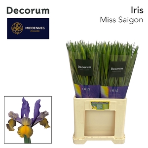 IRIS MISS SAIGON